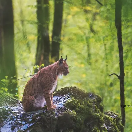 Διαμέρισμα La Perle Grise De La Semois *